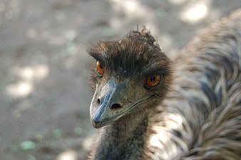 Close-up portrait of an emu head with orange eyes