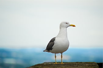 Seagull standing on wooden post with blurred ocean background