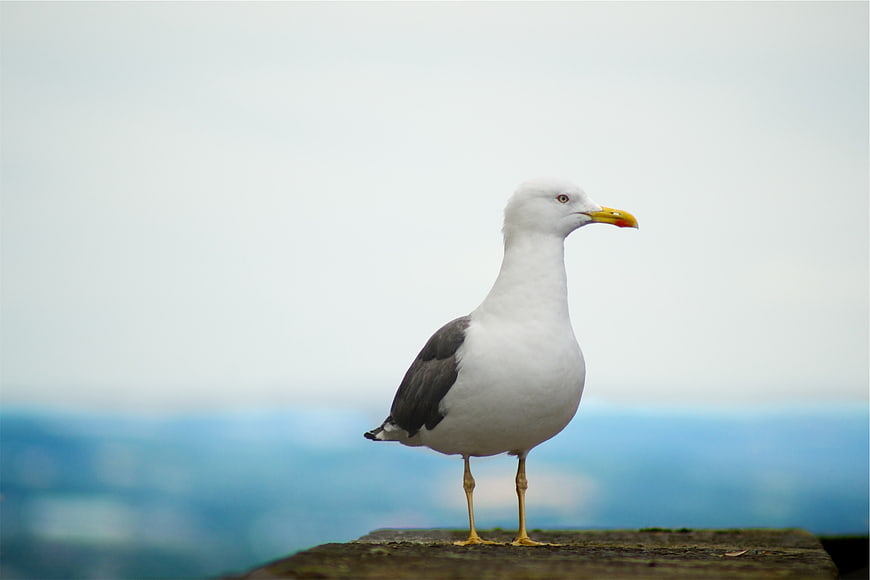 Seagull standing on wooden post with blurred ocean background