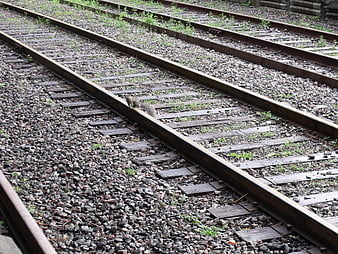 Squirrel on railway tracks with gravel and weeds