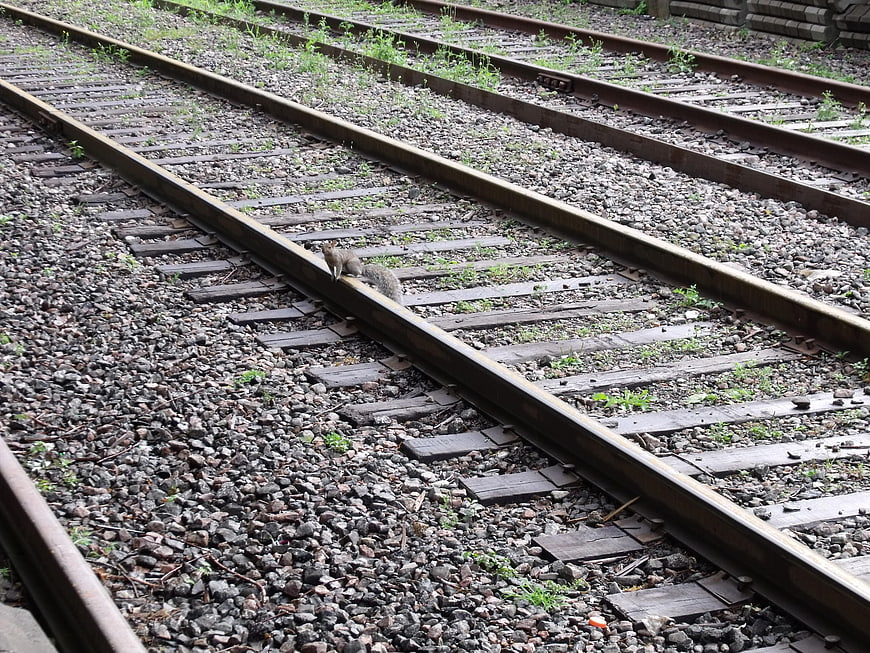 Squirrel on railway tracks with gravel and weeds