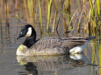 Canada Goose Swimming in Marshy Wetland Water