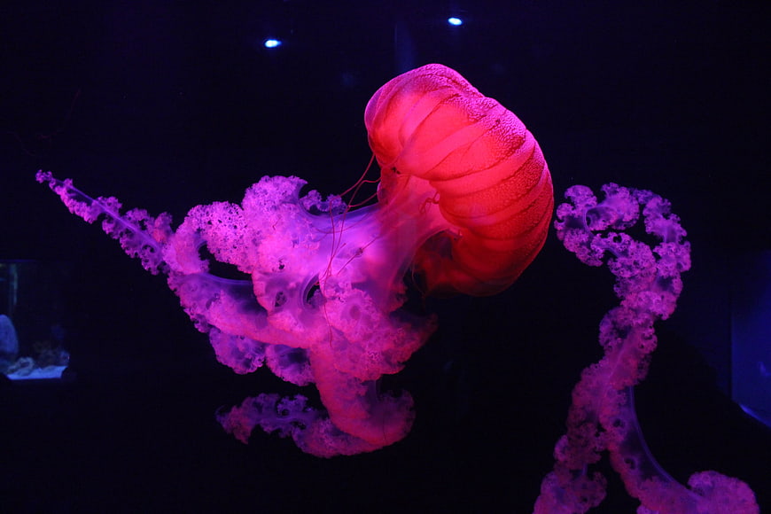 Glowing Pink and Purple Jellyfish in Dark Ocean Water