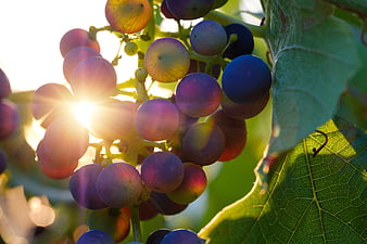 Ripe purple grapes on the vine with bright sun flare and green leaves