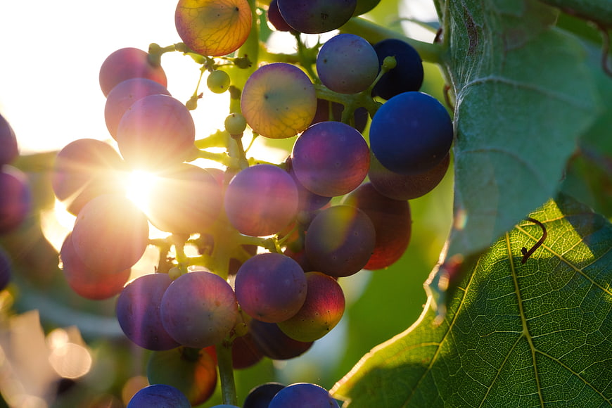 Ripe purple grapes on the vine with bright sun flare and green leaves
