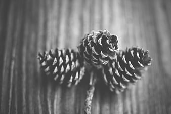 Black and white pine cones on wooden background