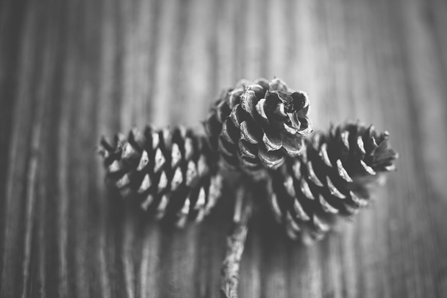 Black and white pine cones on wooden background