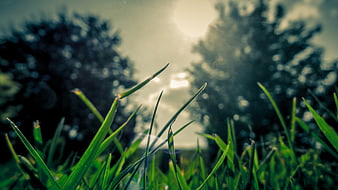 Close-up of green grass blades with sun flare and blurred trees