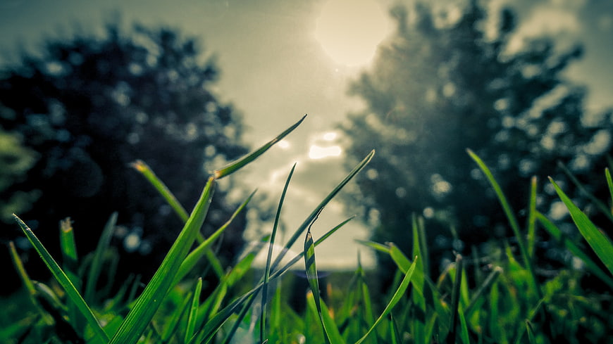 Close-up of green grass blades with sun flare and blurred trees