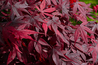 Vibrant Red Japanese Maple Leaves in Sunlight