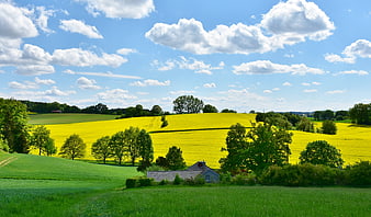 Vibrant Yellow Rapeseed Fields Rolling Green Hills Blue Sky