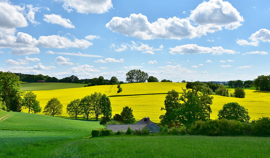 Vibrant Yellow Rapeseed Fields Rolling Green Hills Blue Sky