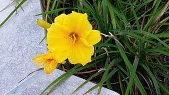 Vibrant Yellow Daylily Flower in Garden Bed