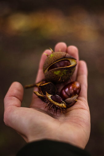 Hand holding fresh chestnuts in spiky husks