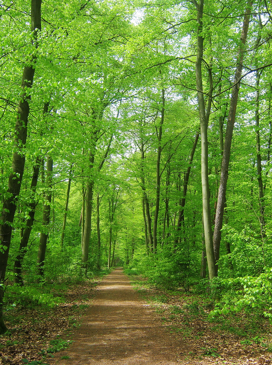 Sunlit Forest Path with Vibrant Green Trees in Spring