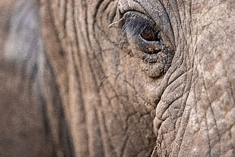 Close-up of wrinkled elephant eye and textured skin