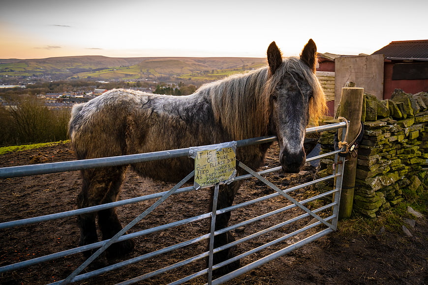 Grey pony behind metal gate with rural valley background