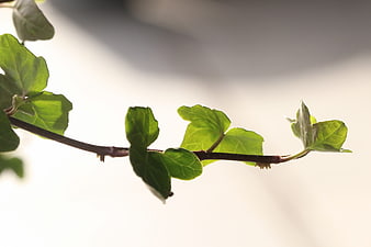 Green ivy branch with leaves against blurred background