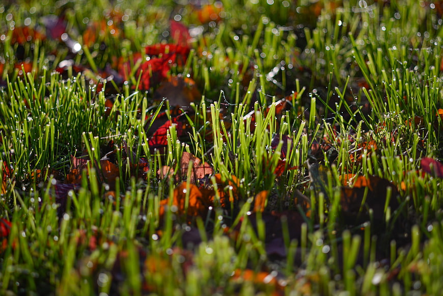 Close-up of green grass with dew drops and autumn leaves