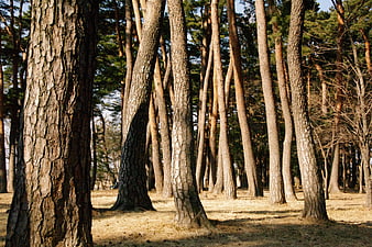 Sunlit Pine Forest with Textured Tree Trunks