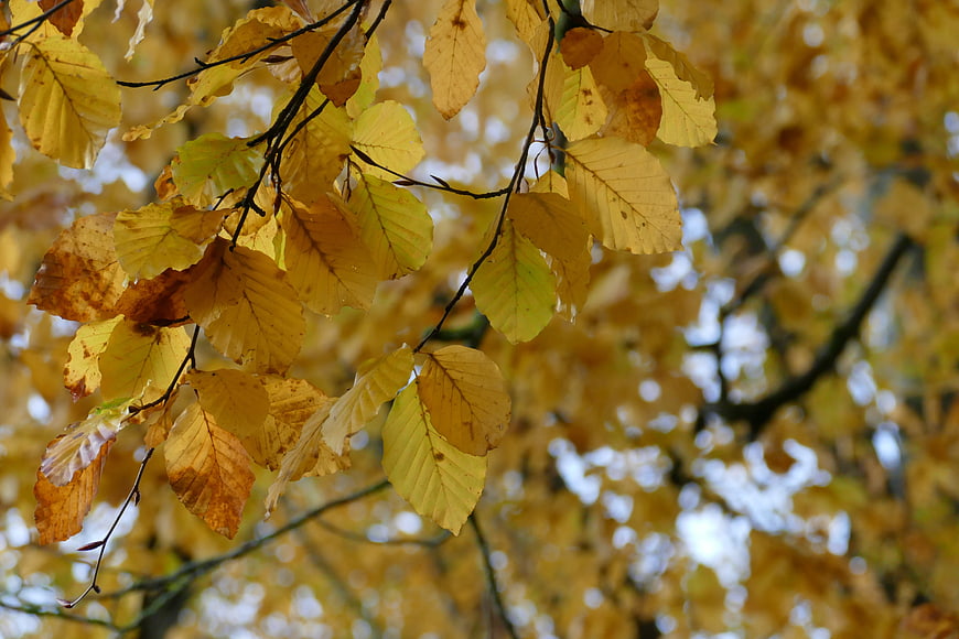 Golden autumn leaves on a branch with blurred background