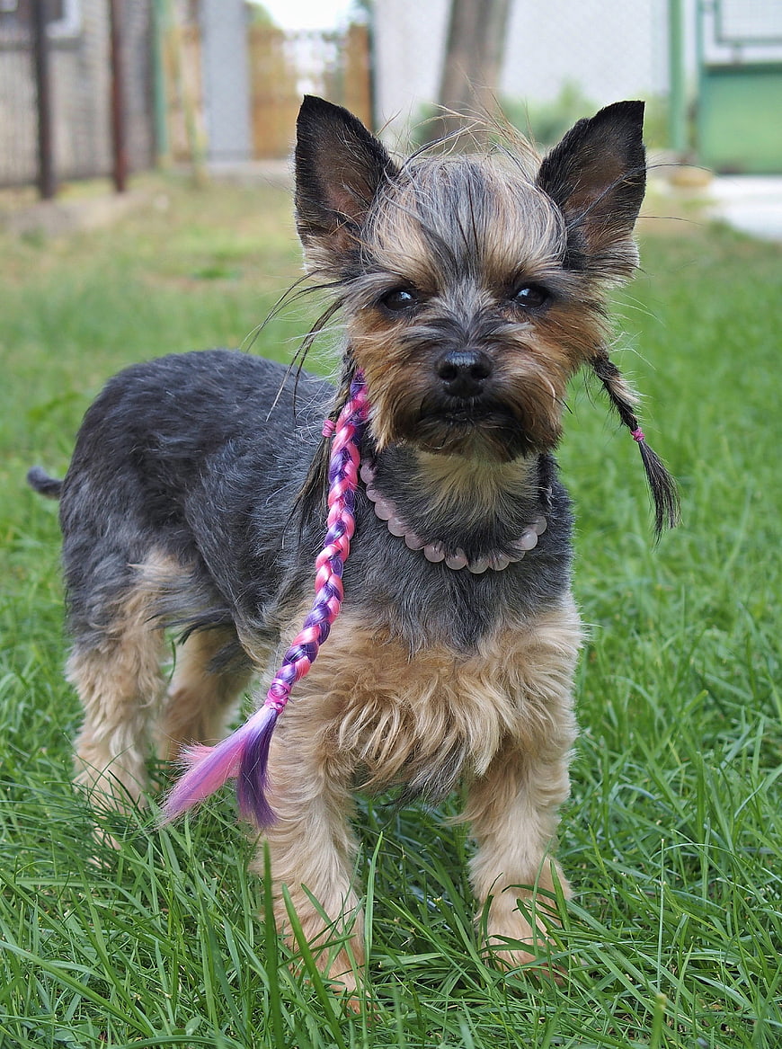 Cute Yorkshire Terrier with Braided Hair on Green Grass