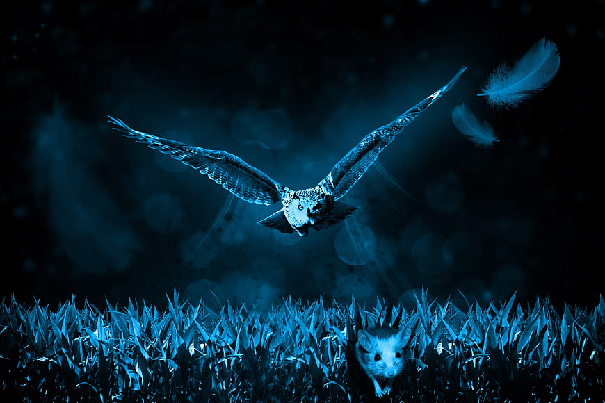 Owl hunting mouse in blue night grass