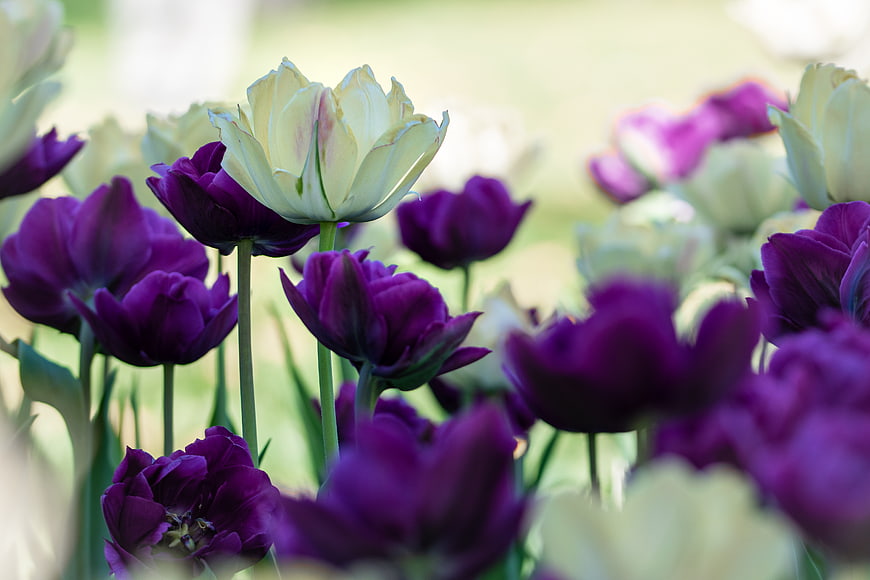 Purple and White Tulips in Spring Garden