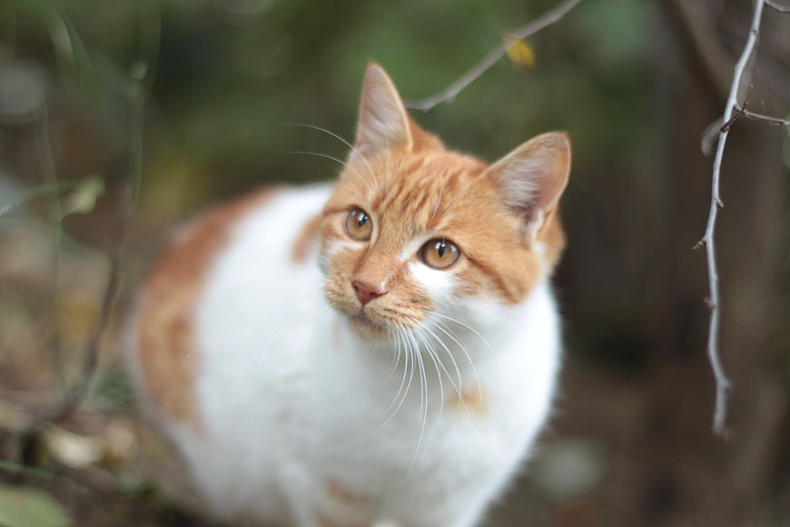 Curious orange and white cat portrait in nature