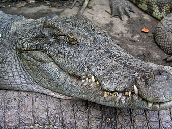 Close-up of a crocodile head with textured skin and sharp teeth