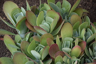 Close-up of Green and Red Succulent Plant in Soil