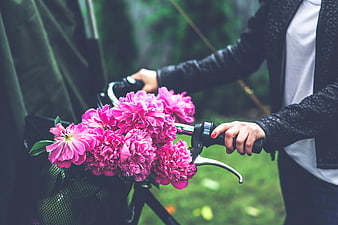 Pink peonies in bicycle basket held by woman