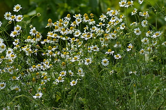 White Chamomile Flowers Blooming in Green Meadow