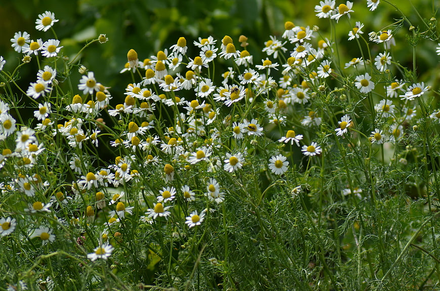 White Chamomile Flowers Blooming in Green Meadow