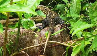 Black spiny-tailed iguana resting on a log in lush green foliage