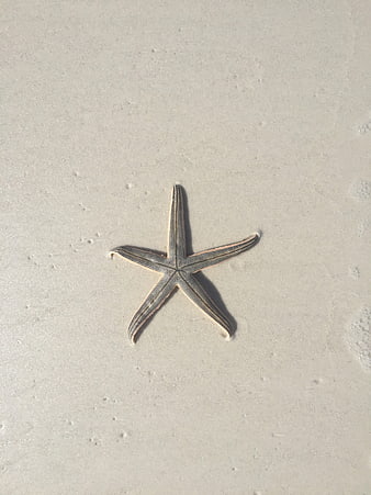 Starfish on white sand beach top view