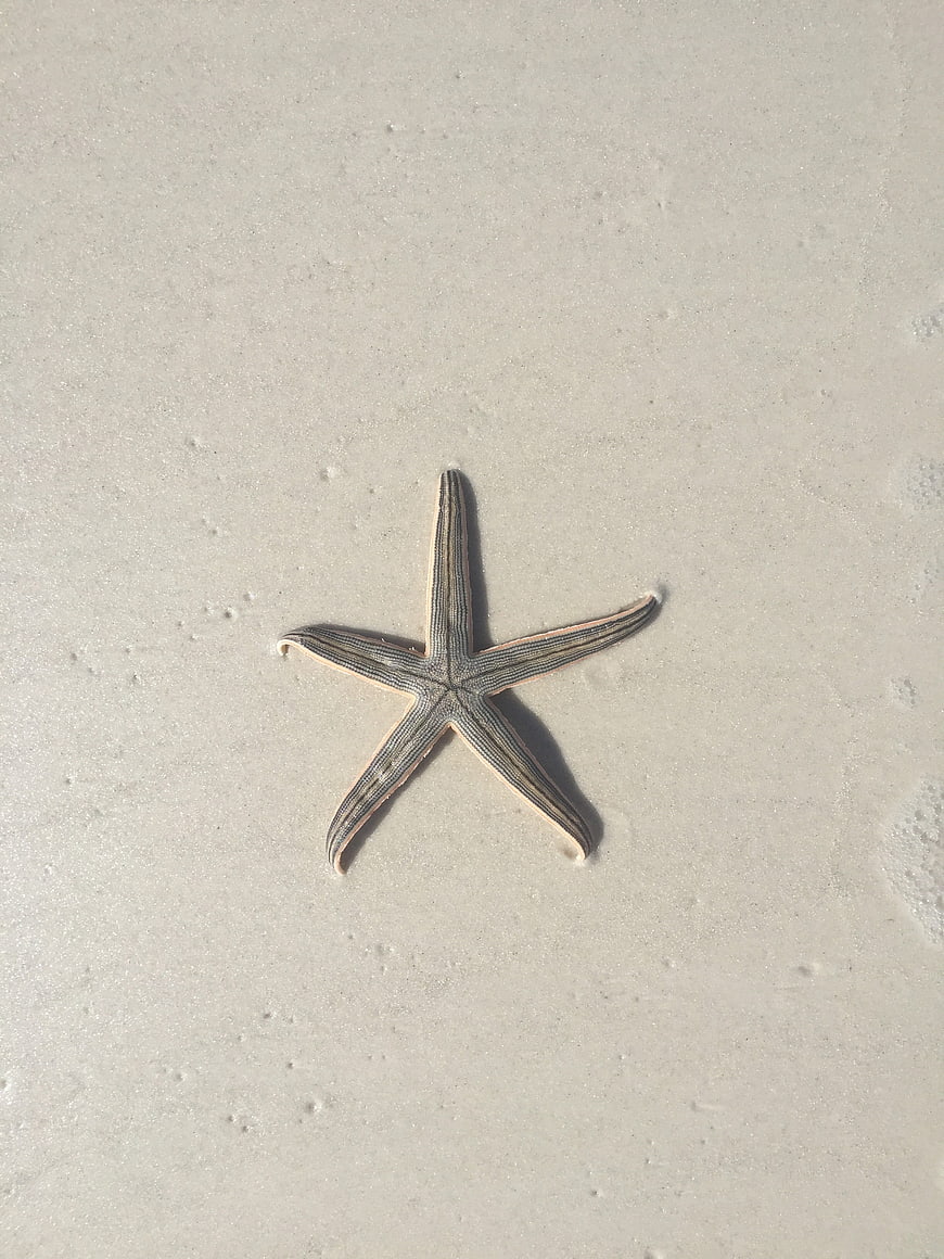 Starfish on white sand beach top view