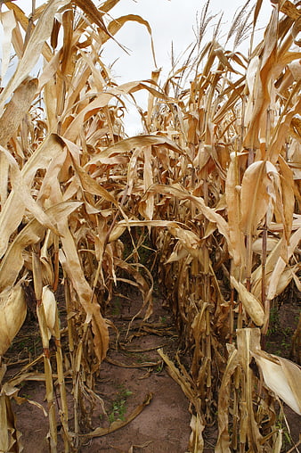 Dried Cornfield Pathway Ready for Harvest