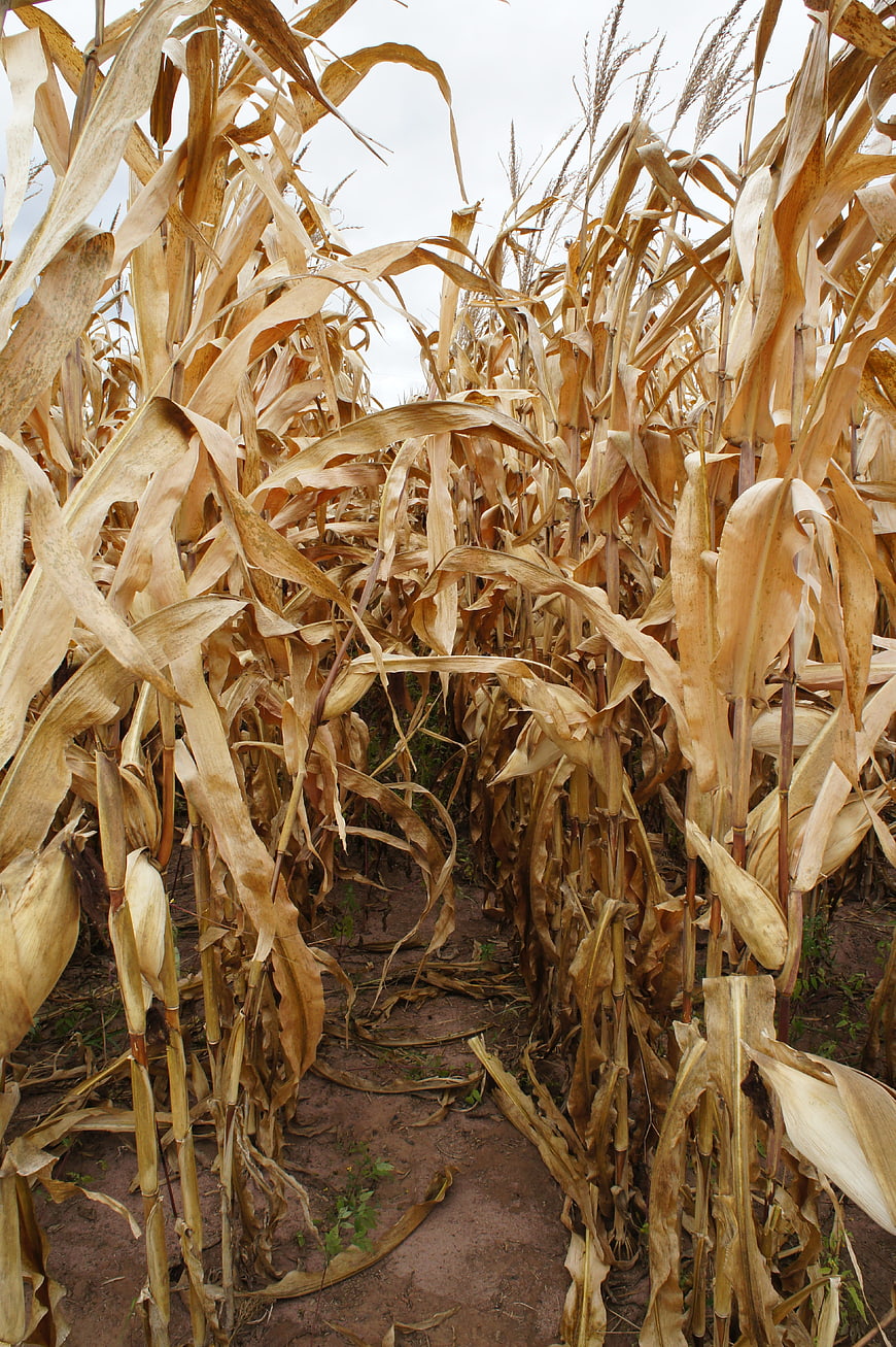 Dried Cornfield Pathway Ready for Harvest