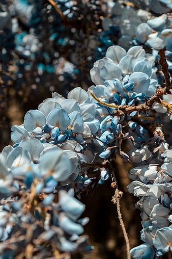 Close-up of Blue Wisteria Flowers in Spring Bloom