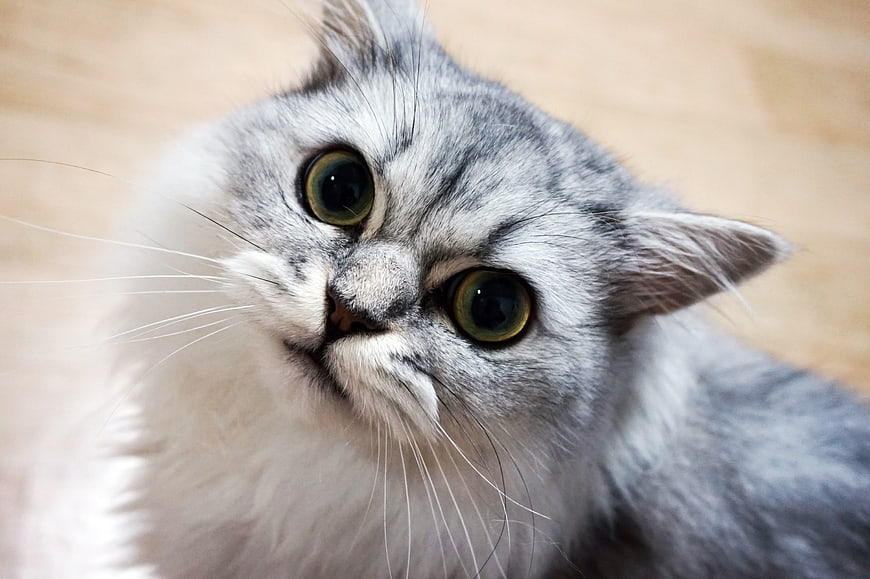 Close-up portrait of a silver and white Persian cat looking up