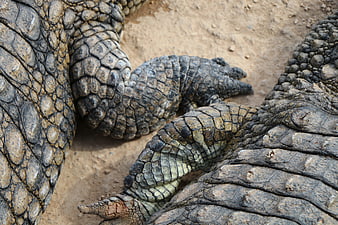 Close-up of crocodile scales and legs on sandy ground