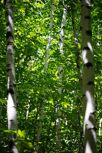 Sunlit Birch Forest with White Trunks and Green Leaves