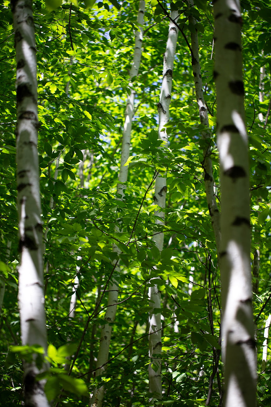 Sunlit Birch Forest with White Trunks and Green Leaves