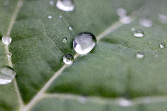 Macro photography of water droplets on a green leaf