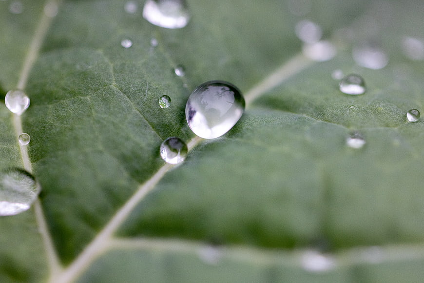 Macro photography of water droplets on a green leaf