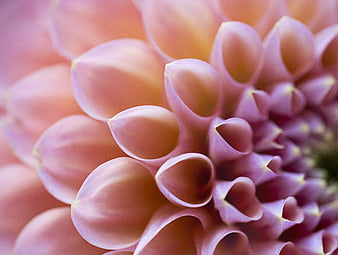 Macro Close-Up of Pink Dahlia Flower Petals