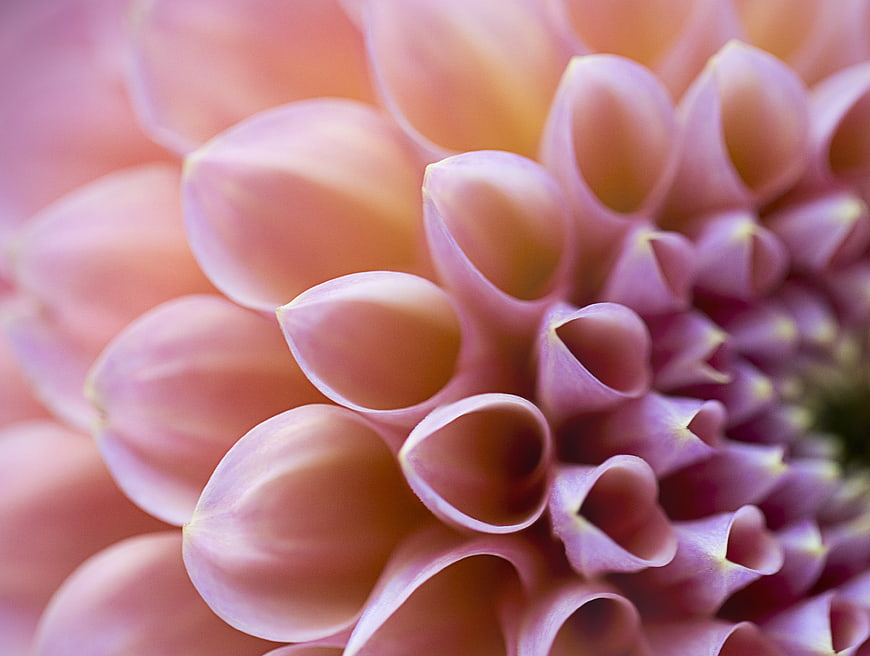 Macro Close-Up of Pink Dahlia Flower Petals