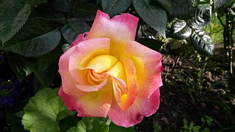 Vibrant Pink and Yellow Rose in Garden
