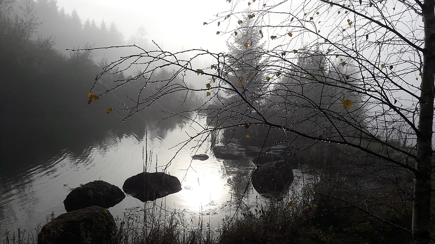 Misty autumn river with bare branches and rocks